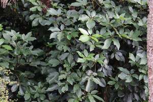Nz Native Chch Canterbury: Pseudopanax Cyril Watson