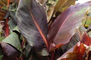 Perennials Bulbs Chch Canterbury: Canna tropicana