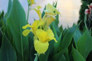 Perennials Bulbs Chch Canterbury: Canna Albert