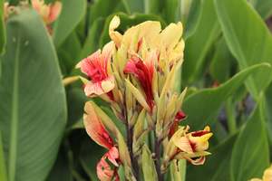 Perennials Bulbs Chch Canterbury: Canna Razzle Dazzle