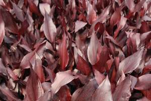 Perennials Bulbs Chch Canterbury: Canna australia