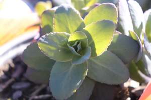 Perennials Bulbs Chch Canterbury: Sedum Midnight Coral