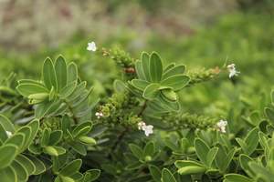Shrubs Chch Canterbury: Hebe Wiri Mist