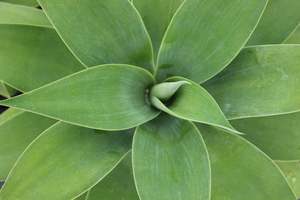 Succulents Cacti Chch Canterbury: Agave attenuata