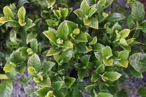 Gardenia Grif's Select