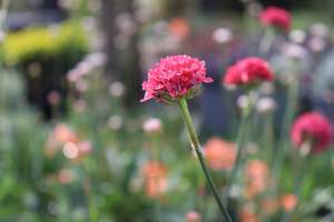 Armeria Ballerina Red