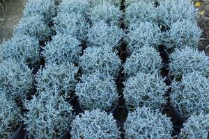 Evergreen Plants Chch Canterbury: Calocephalus brownii