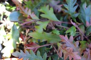 Evergreen Plants Chch Canterbury: Grevillea Aussie Crawl