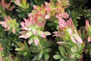 Evergreen Plants Chch Canterbury: Mimetes cucullatus Red