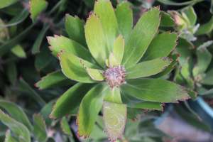 Evergreen Plants Chch Canterbury: Leucospermum Scarlet Ribbon