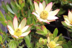 Evergreen Plants Chch Canterbury: Leucadendron Harvest