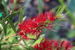 Evergreen Plants Chch Canterbury: Callistemon Kings Park Special
