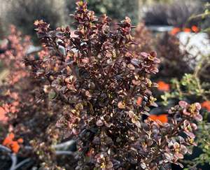 Evergreen Plants Chch Canterbury: Lophomyrtus Pixie