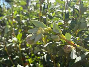 Evergreen Plants Chch Canterbury: Cistus Bennet's White