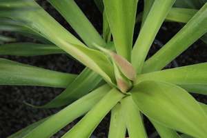 Evergreen Plants Chch Canterbury: Beschoneria tonelli