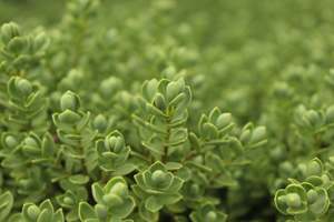 Hedging Chch Canterbury: Hebe topiaria