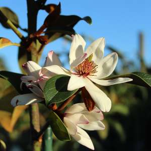 Hedging Chch Canterbury: Michelia Allure