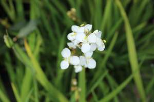 Nz Native Chch Canterbury: Libertia formosa