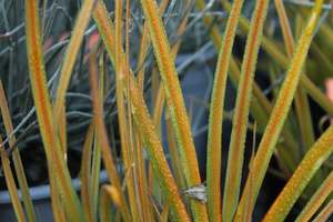 Nz Native Chch Canterbury: Libertia peregrinans