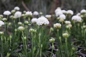Perennials Bulbs Chch Canterbury: Dreameria Dream Clouds