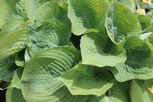 Shade Chch Canterbury: Hosta Drinking Gourd