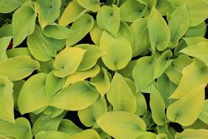 Shade Chch Canterbury: Hosta Bright Glow
