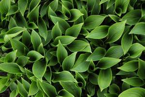 Shade Chch Canterbury: Hosta Green Arrow