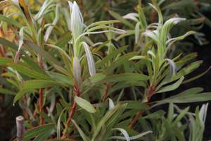Shrubs Chch Canterbury: Protea Longifolia