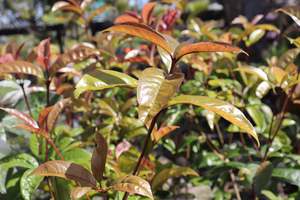 Trees Chch Canterbury: Osmanthus fragrans