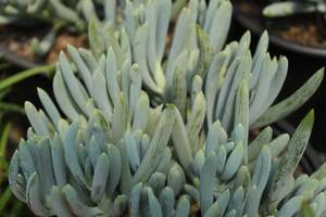 Succulents Cacti Chch Canterbury: Senecio serpens