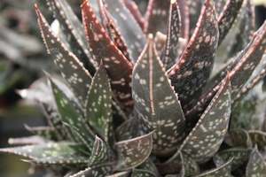Succulents Cacti Chch Canterbury: Haworthia species