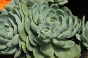 Succulents Cacti Chch Canterbury: Echeveria elegans