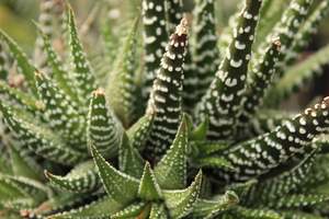 Succulents Cacti Chch Canterbury: Haworthia attenuata