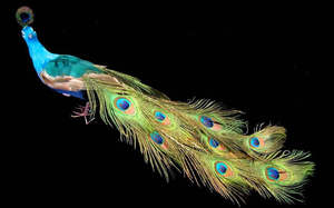 Large Artificial Peacock -71cm