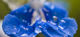 Distilling Hydrosol – The Alembics Lab