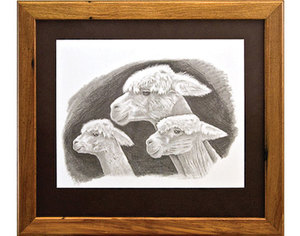 Three Girls - The Alpaca Company