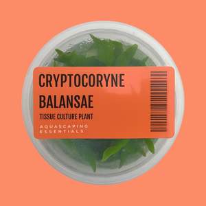 Aquarium Plants: Cryptocoryne Balansae Tissue Culture (Aquascaping Essentials)