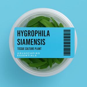 Hygrophila Siamensis Tissue Culture (Aquascaping Essentials)