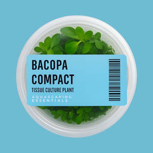 Aquarium Plants: Bacopa Compact Tissue Culture (Aquascaping Essentials)