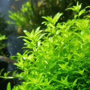 Hemianthus Micranthemoides 'Pearl Weed'