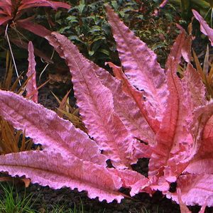 Aquarium Plants: Cryptocoryne Wendtii Pink Flamingo