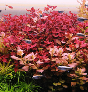 Aquarium Plants: Ludwigia Palustris 'Super Red'