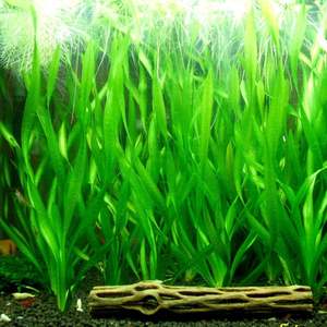 Vallisneria Spiralis ‘Torta’ (Twisted Vallisneria)