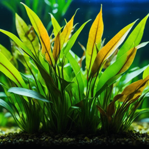 Cryptocoryne x Lucens Willisii