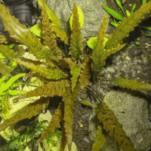 Cryptocoryne Axelrodii