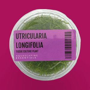 Utricularia Longifolia Tissue Culture (Aquascaping Essentials)