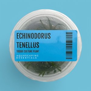 Echinodorus Tenellus Tissue Culture (Aquascaping Essentials)