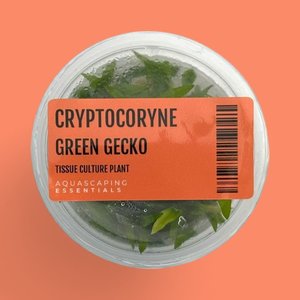 Cryptocoryne 'Green Gecko' Tissue Culture (Aquascaping Essentials)