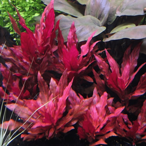 Alternanthera Reineckii 'Rosanervig'