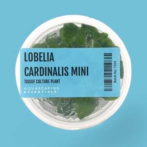 Lobelia Cardinalis Mini Tissue Culture (Aquascaping Essentials)